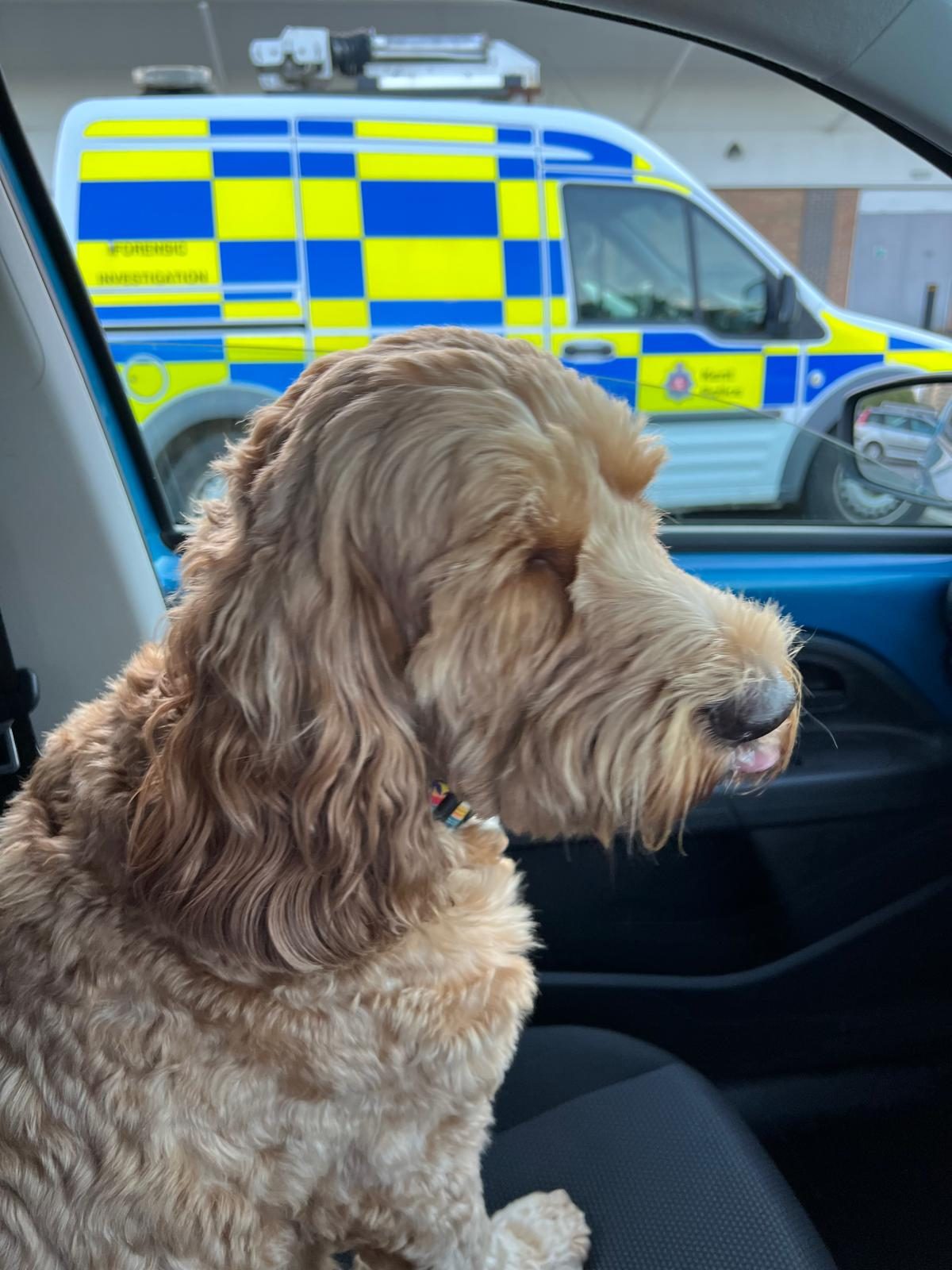 George the dog riding along on an emergency callout